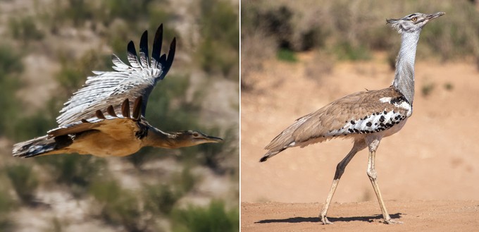 ...einer Riesentrappe kollidiert. Die großen Vögel können bis zu 19 Kilogramm schwer werden. Hier sind zwei Exemplare zu sehen, allerdings nicht die Riesentrappe, die bei dem Zusammenstoß ums Leben kam.