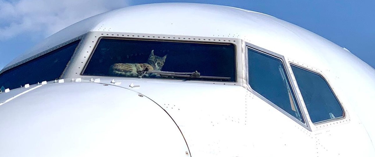 Katze im Flieger: Das Tier besetzte das Cockpit einer El Al Boeing 737.