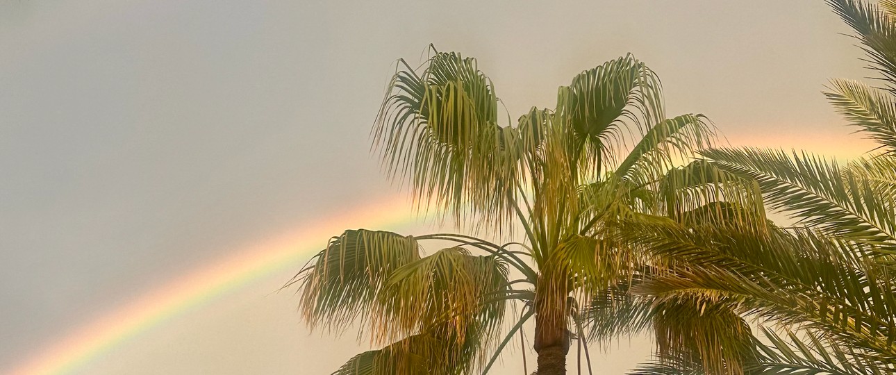 Palmen sehen: Urlaub zu machen, wird immer teurer. 