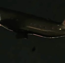 Abfallendes Rad: Das Flugzeug flog ohne Probleme bis ans Ziel in London. 