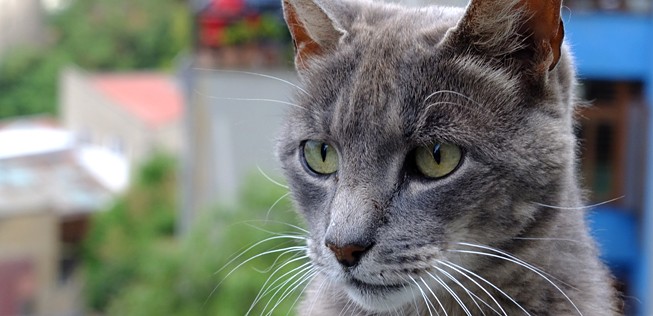 Katze: Kann ihrem Besitzer jetzt bei den Kosten helfen.