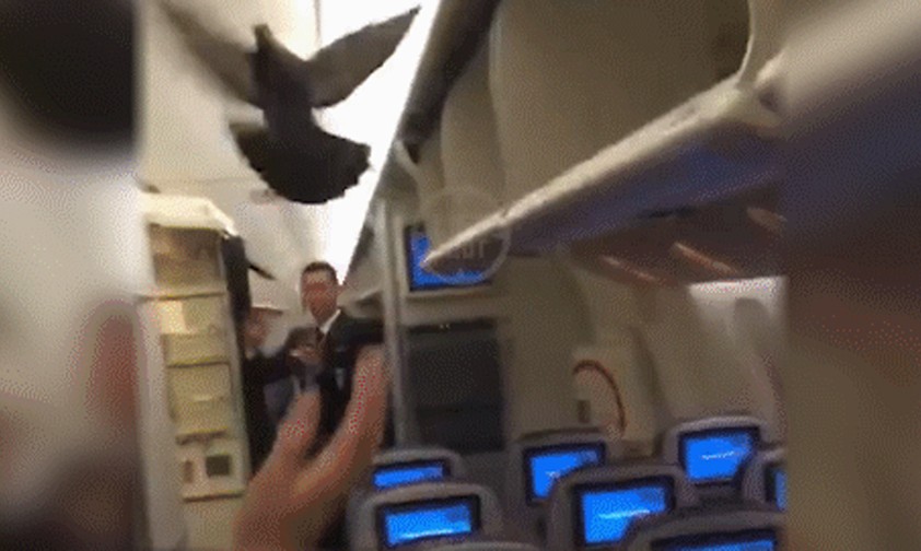 Flugbegleiter versuchen die Taube wegzuscheuchen: Husch, husch!