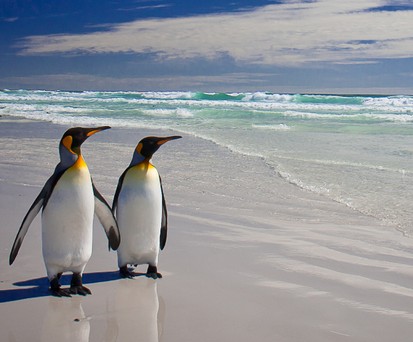 Pinguine auf den Falklandinseln: Dort kommen selbst Flugbegleiter nicht oft hin.