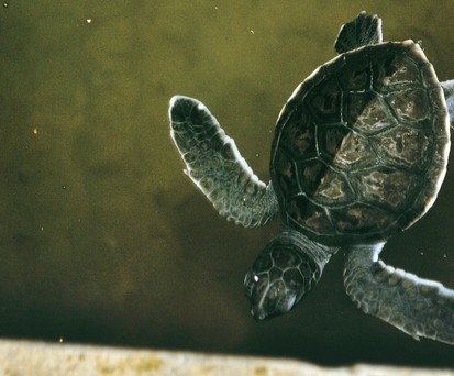 Small turtle: According to the Dutch authorities, there was too little space for the animals on board.