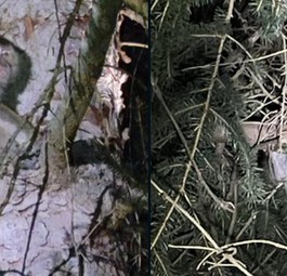 Geflüchtete Affen: Sie mussten eingeschläfert werden.