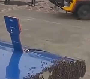 Bienenschwarm an der Frachttür: Der Flug konnte am 7. Juli erst eine Stunde später starten.