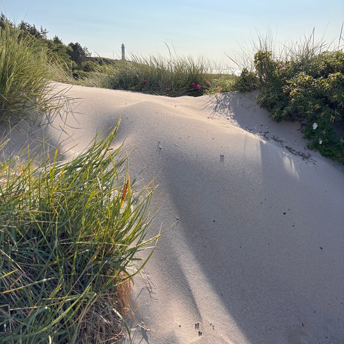 Dünen-Gold in Varberg