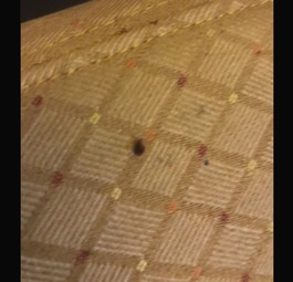 Wanze im Business-Sitz: Reisende beklagten sich bei Air India.