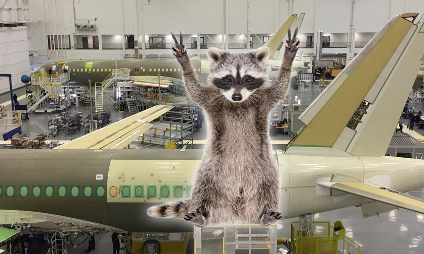 Waschbär und Flugzeugproduktion: Kein gutes Paar.