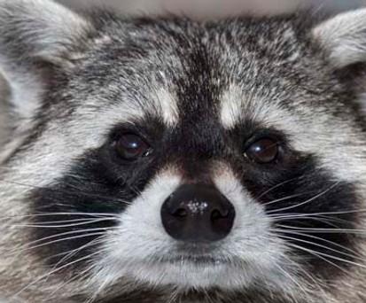 Waschbär: Kann man einem Tier mit so süßem Blick böse sein?