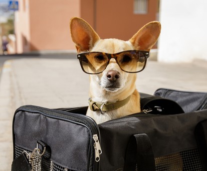 Auf was man achten muss, wenn Tiere an Bord mitreisen