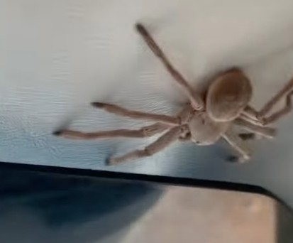 Mögen Sie Spinnen im Flugzeug?