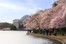Cherry Blossoms am Tidal Basin