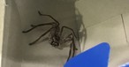 Riesenkrabbenspinne: Verirrte sich in einen Rucksack.