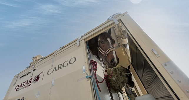 Pferd im Container: Der Transport der Tiere ist aufwendig. 
