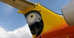 Heck eines Fastjet-Fliegers: Papagei als Logo.