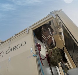 Pferd im Container: Der Transport der Tiere ist aufwendig. 