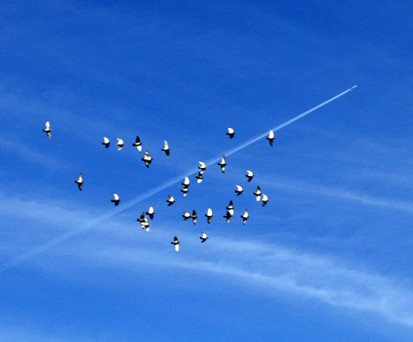 Vogelschwarm: Die Airbus-Flieger sollen Vögel akustisch und visuell abschrecken.