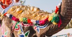 Festlich geschmückter Elefant: Teil der Prozession.