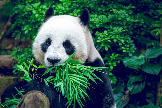 Die ersten tapsigen Schritte von jungen Pandas beobachten - das ist eines der Highlights bei einem Besuch in Chengdu.