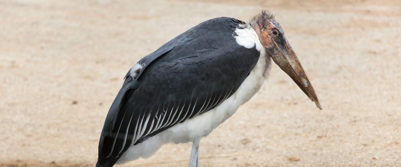 Marabu: Wegen seiner Gestalt auch Bestatter genannt.