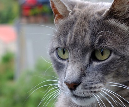 Katze: Kann ihrem Besitzer jetzt bei den Kosten helfen.