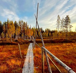 Jauhojaervi See im Herbst mit Cranberrys