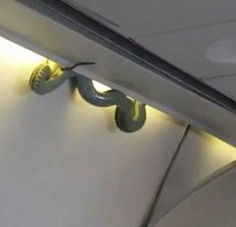 Schlange kriecht während Flug in Kabine