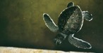 Small turtle: According to the Dutch authorities, there was too little space for the animals on board.