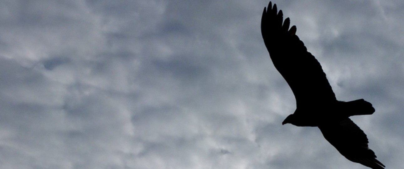 Vogel am Himmel: Nicht nur in Südamerika für Flugzeuge gefährlich.