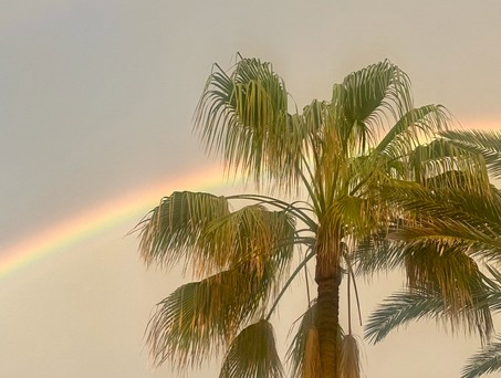 Palmen sehen: Urlaub zu machen, wird immer teurer. 
