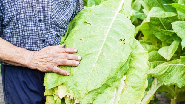 Aus Hybrid-Tabakpflanzen aus Südafrika will Boeing Kerosin herstellen. Irgendwann könnten auch US-Farmer die Pflanzen anbauen.