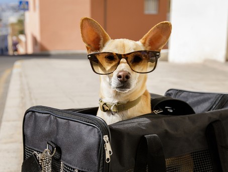 Auf was man achten muss, wenn Tiere an Bord mitreisen