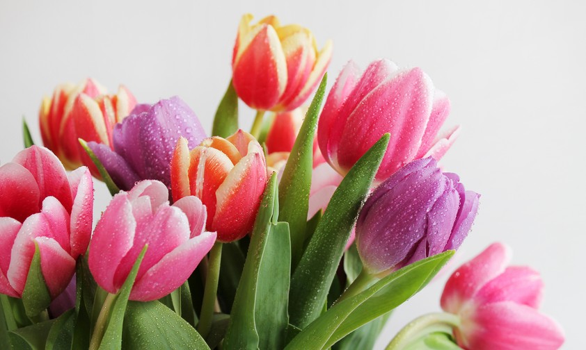 Tulpenstrauß: Führte der Kauf zur Verspätung, oder fand der Kauf statt, als eh Zeit war?