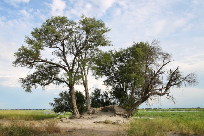 Bauminsel inmitten von Sumpfundwasserflächen 