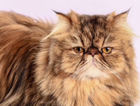 Perserkatze: Nicht alle Betreiber sind auf Reisen im Privatjet gut vorbereitet.