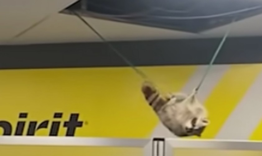 Waschbär fällt aus der Decke am Flughafen La Guardia