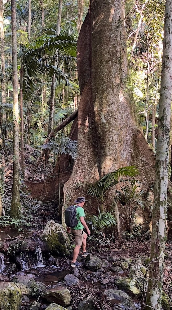 Der Autor im Lamington NP Regenwald