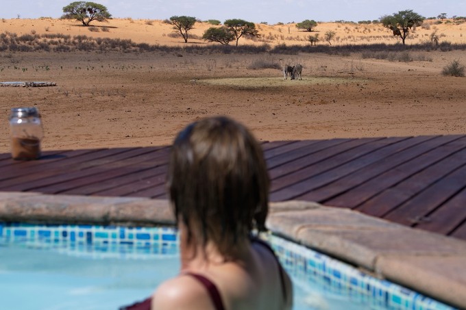Blick vom Camp auf Zebras am Wasserloch