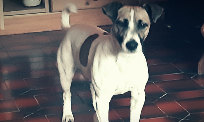 Hund Jack: Hatte alle Papiere korrekt ausgefüllt.