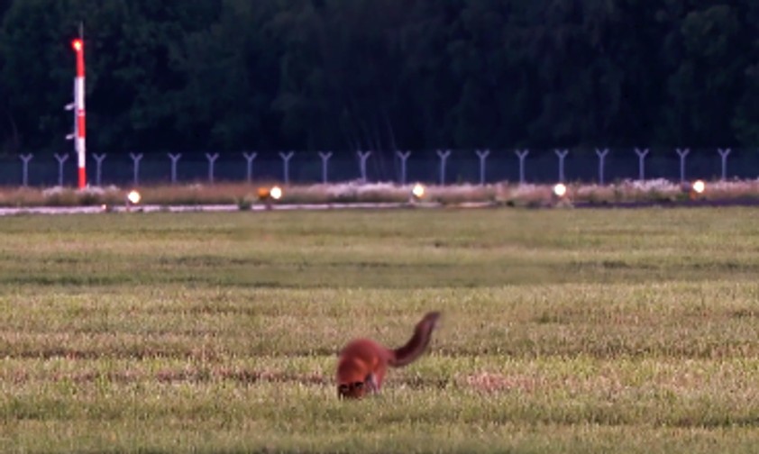 Tierischer Sicherheitsmitarbeiter in Hamburg