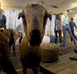 Vor dem Abflug schnell mit Ziegen Yoga machen