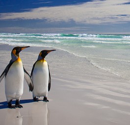 Pinguine auf den Falklandinseln: Dort kommen selbst Flugbegleiter nicht oft hin.