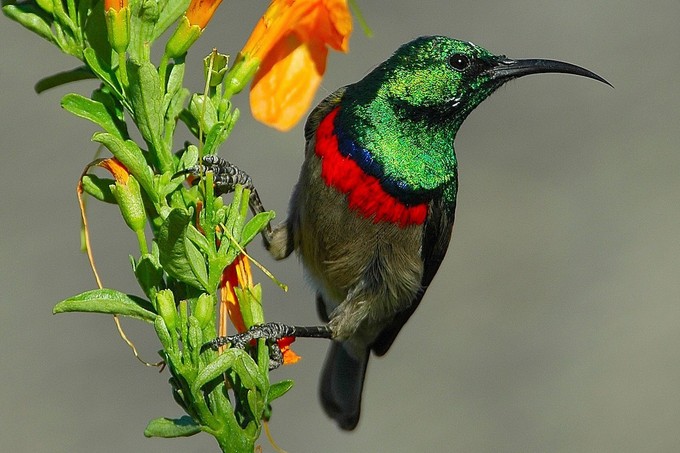 Aufnahme aus dem Florilegium von Grootbos