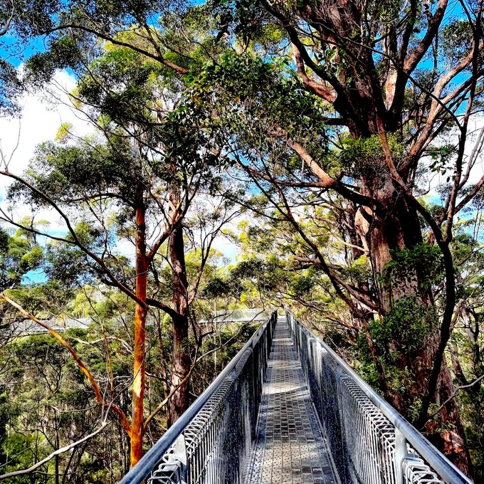 Tree Tops Walk Tingle