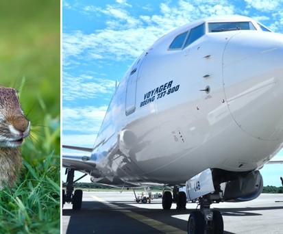 Kaninchen und Flieger von ETF Airways: Sorgen für Ärger in Bremen.