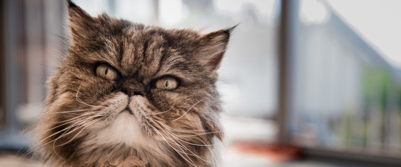 Katze mit flachem Gesicht: Es kommt häufiger zu Zwischenfällen.