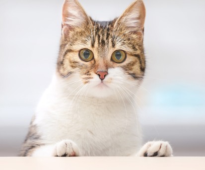 Katze im Cockpit zwingt Pilot zur Umkehr