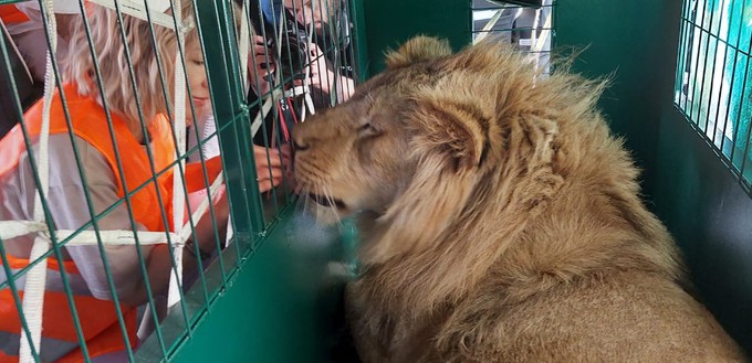 Die Tiere wurden von einem Arzt in Moskau gerettet.