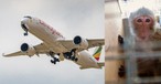 Ein Airbus A350 von Ethiopian Airlines: Die Fluglinie soll Hunderte Affen in die USA geflogen haben.